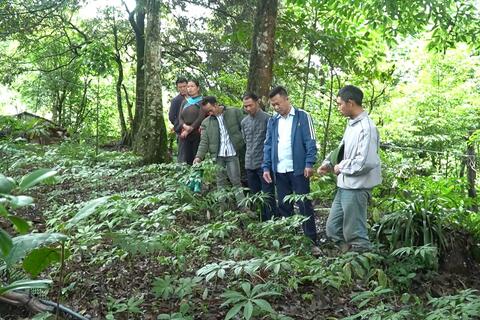CÂY SÂM MỞ HƯỚNG SINH KẾ DƯỚI TÁN RỪNG